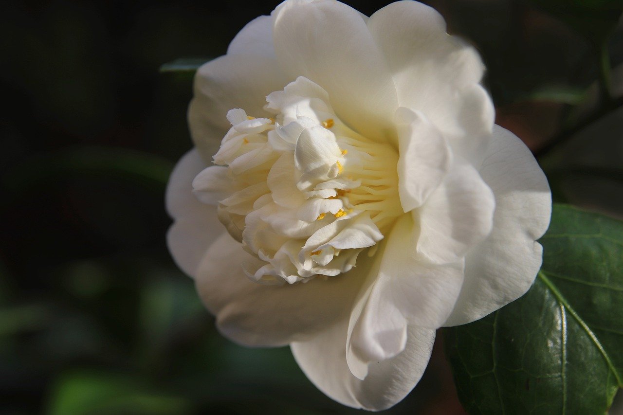 How to Prune Trees and Shrubs Correctly
